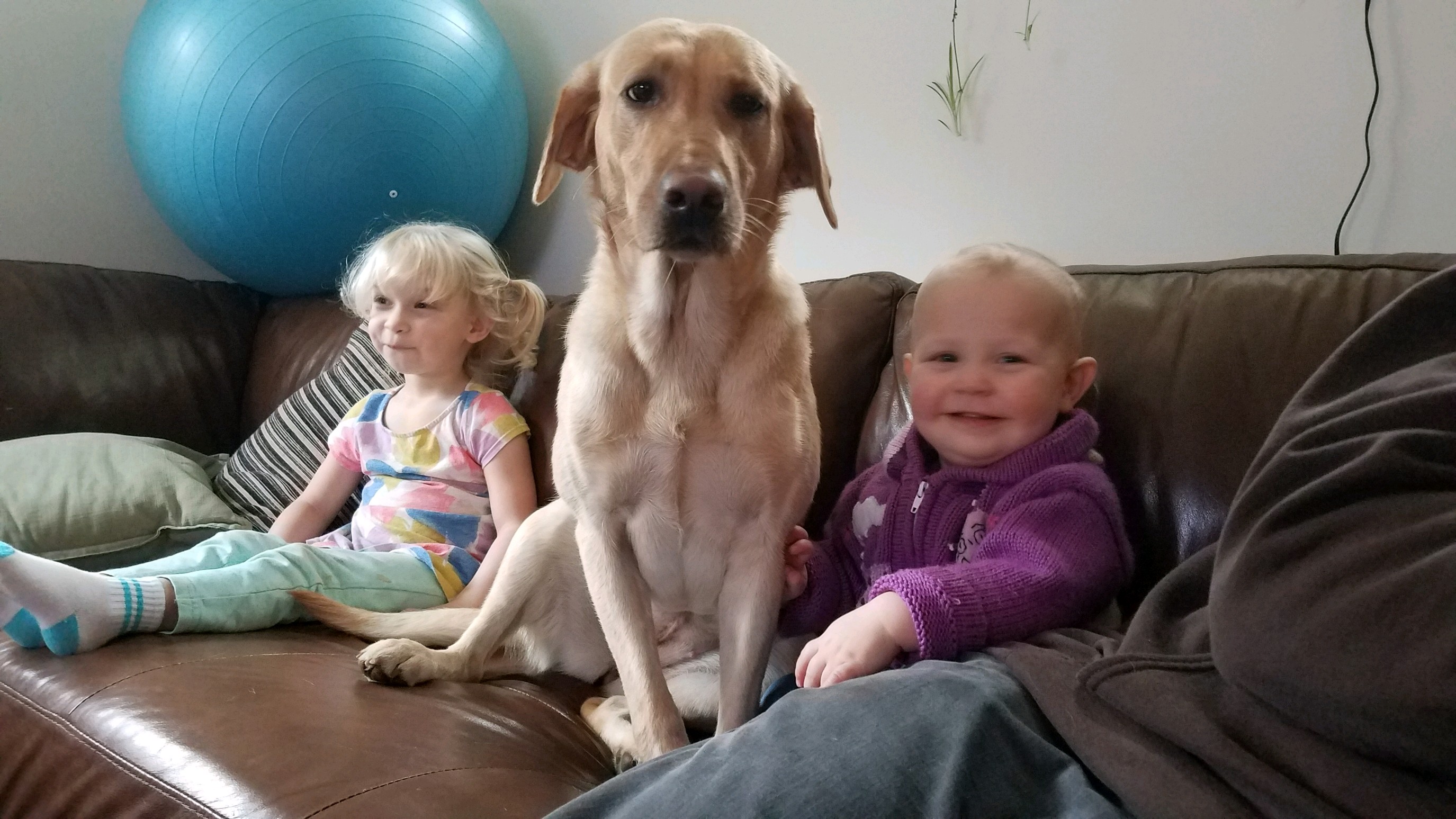 yellow lab with kids