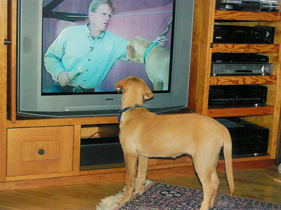 yellow lab 2