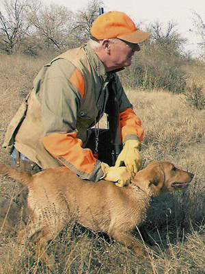 pictures of yellow labs. yellow lab 3