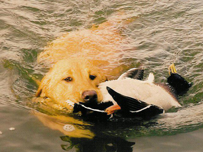 yellow lab 4
