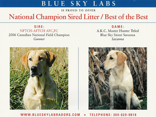 Yellow Lab Puppy Breeding #1