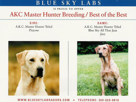 Yellow Lab Puppy Breeding #2