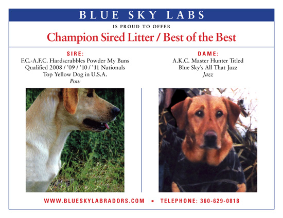 current yellow lab breeding