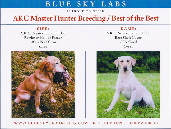 current yellow lab puppies breeding