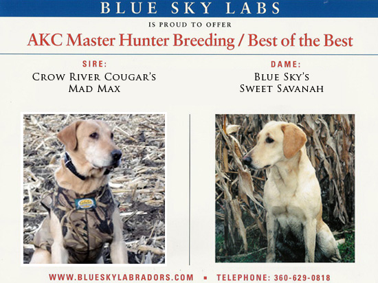 Yellow Lab Puppies