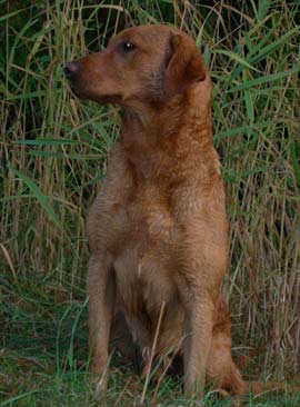 Yellow Labs for Sale