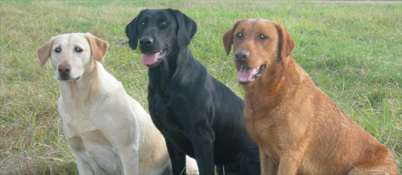 yellow labs, black labs and cinamon labs